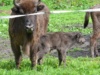 Bieszczady: Majowe żubry w Mucznem