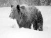 Bieszczady: Mimo powrotu zimy niedźwiedzie aktywne
